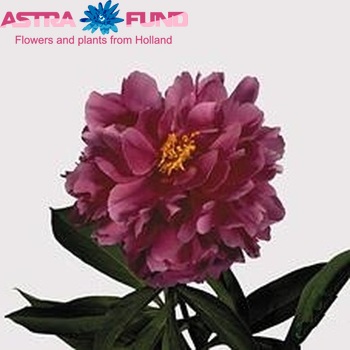 Paeonia Lactiflora Grp 'Karl Rosenfield' foto