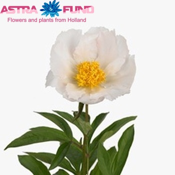 Paeonia Lactiflora Grp 'Krinkled White' zdjęcie