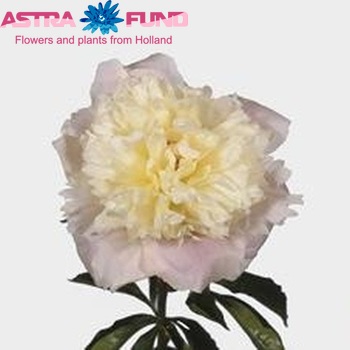 Paeonia Lactiflora Grp 'Lady Alexandra Duff' photo