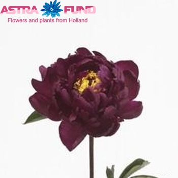 Paeonia Lactiflora Grp 'Mon. Martin Cahuzac' foto