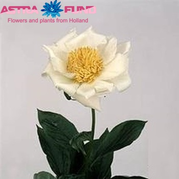 Paeonia Lactiflora Grp 'Moon of Nippon' Foto