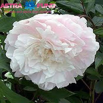 Paeonia Lactiflora Grp 'Mothers Choice' foto