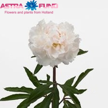 Paeonia Lactiflora Grp 'Мулен Руж' фото