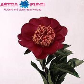 Paeonia Lactiflora Grp 'Nippon Beauty' zdjęcie