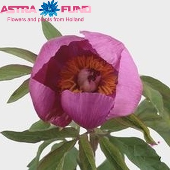 Paeonia Lactiflora Grp 'Pink Celina' photo