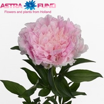 Paeonia Lactiflora Grp 'Pink Giant' foto