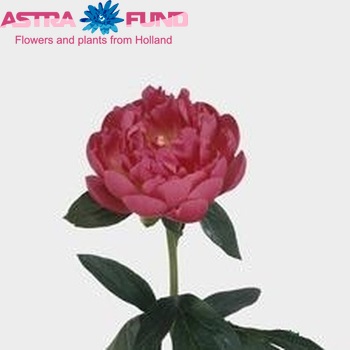 Paeonia Lactiflora Grp 'Pink Hawaiian Coral' photo