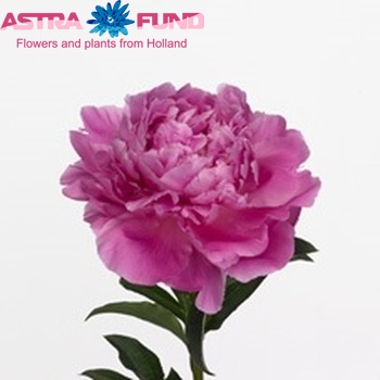 Paeonia Lactiflora Grp 'Pink Jazz' foto