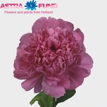 Paeonia Lactiflora Grp 'Pink Panther' Foto