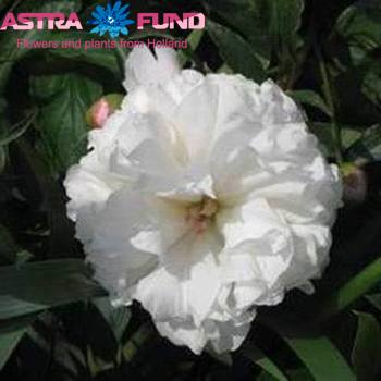 Paeonia Lactiflora Grp 'Radiant Beauty' foto