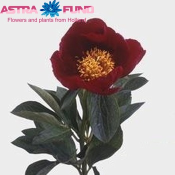 Paeonia Lactiflora Grp 'Red Mountain' photo