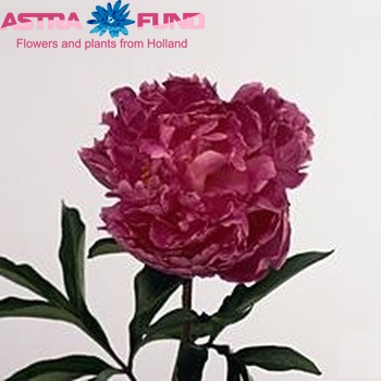 Paeonia Lactiflora Grp 'Reinette des Roses' foto