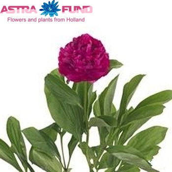 Paeonia Lactiflora Grp 'Багатство і слава' фото