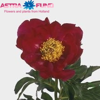 Paeonia Lactiflora Grp 'Scarlett O'Hara' foto