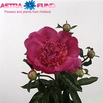 Paeonia Lactiflora Grp 'Sebastiaan Maas' zdjęcie