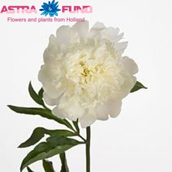 Paeonia Lactiflora Grp 'Sereen Beauty' Foto