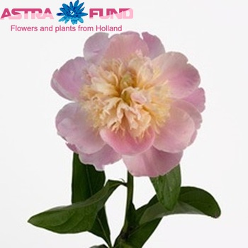 Paeonia Lactiflora Grp 'Sweet Sixteen' foto