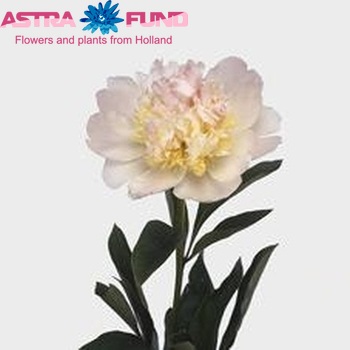 Paeonia Lactiflora Grp 'Top Brass' photo