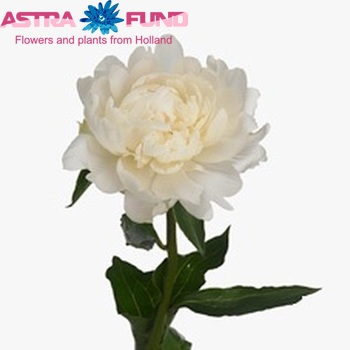 Paeonia Lactiflora Grp 'White Ivory' foto