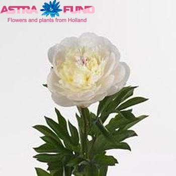 Paeonia Lactiflora Grp 'White Pool' Foto