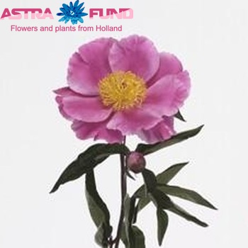 Paeonia lactiflora 'Little Medicine Man' Foto