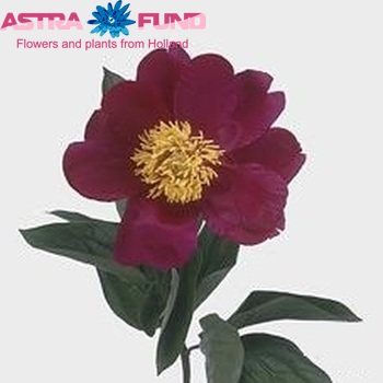 Paeonia lactiflora 'Muskogee' zdjęcie