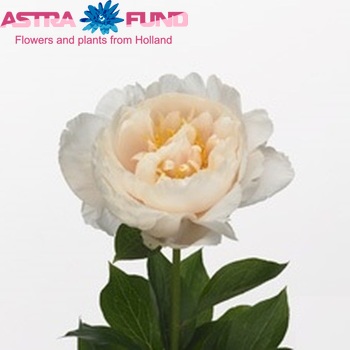 Paeonia 'Linda Rose' Foto