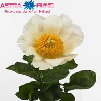 Paeonia 'Moonrise' foto