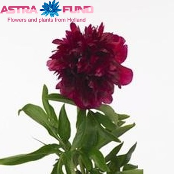 Paeonia officinalis 'Rubra Plena' foto