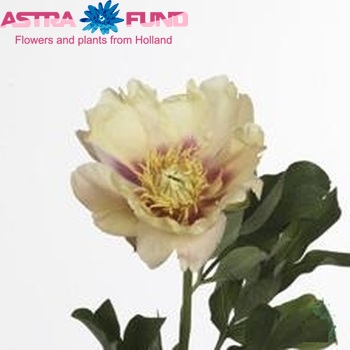 Paeonia 'Prairie Charm' photo