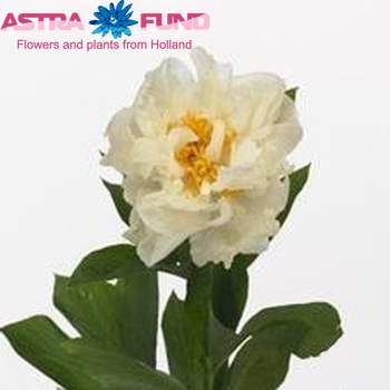 Paeonia 'Promise' photo