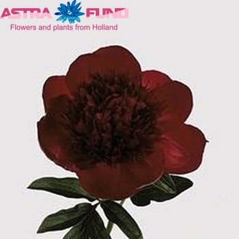 Paeonia 'Red Charm' zdjęcie