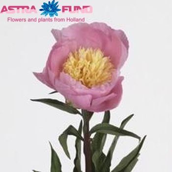 Paeonia 'Show Girl' foto