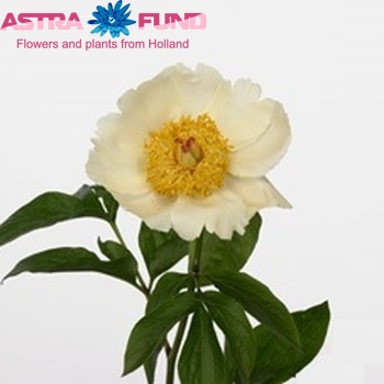 Paeonia 'Spring Sun' foto