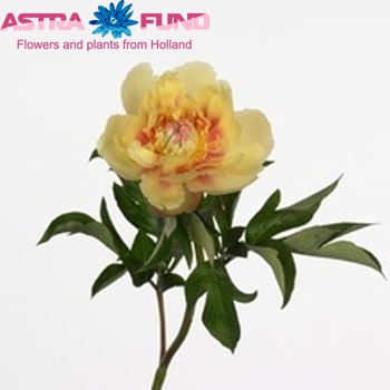 Paeonia 'Yellow Heaven' Foto