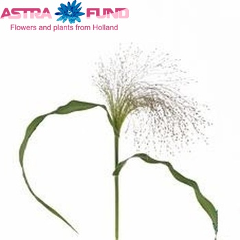 Panicum 'Firework' photo