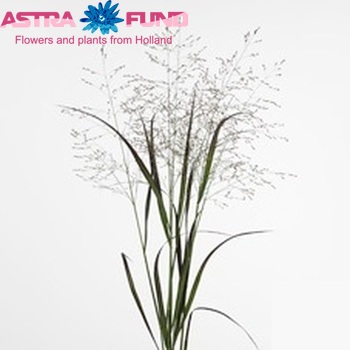 Panicum virgatum 'Heavy Metal' photo