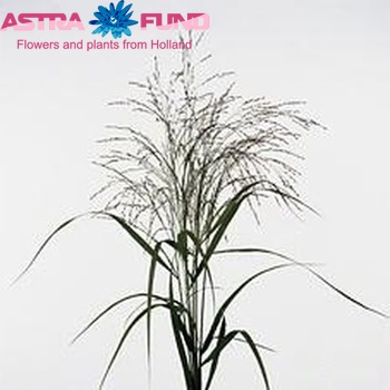 Panicum virgatum 'Warrior' photo