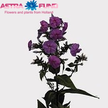 Phlox Paniculata Grp 'Amethyst' Foto