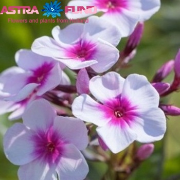 Phlox Paniculata Grp 'Europa' Foto