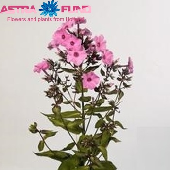 Phlox Paniculata Grp 'Flamingo' Foto