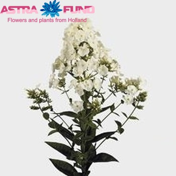 Phlox Paniculata Grp Icecap фото