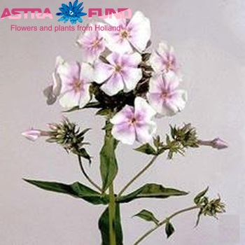 Phlox Paniculata Grp 'Lavendelwolke' Foto