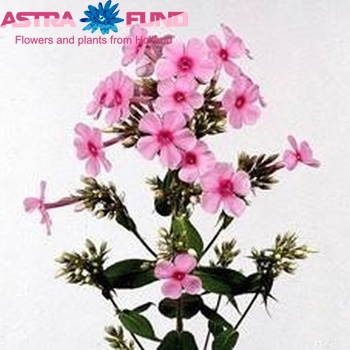 Phlox Paniculata Grp Miss Pepper foto