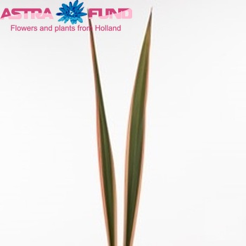 Phormium tenax 'Tricolor' (decor) photo