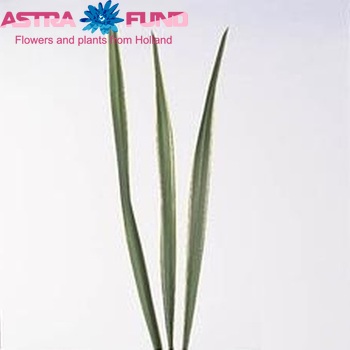 Phormium tenax 'Variegatum' photo