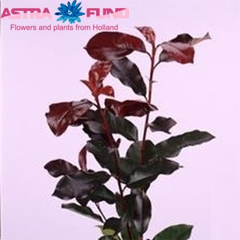 Photinia x fraseri 'Camilvy' Foto