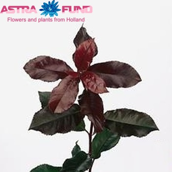 Photinia x fraseri 'Red Planet' фото