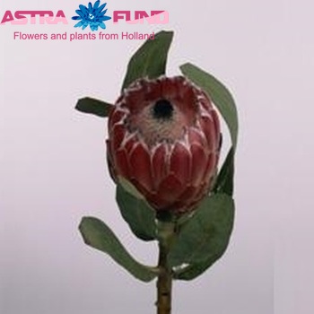 Protea 'Aurora' zdjęcie