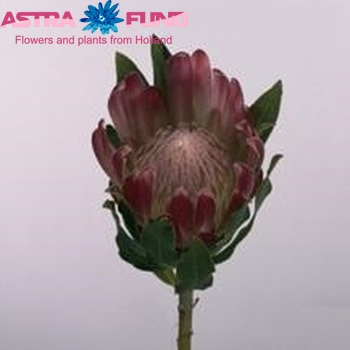 Protea 'Brenda' zdjęcie